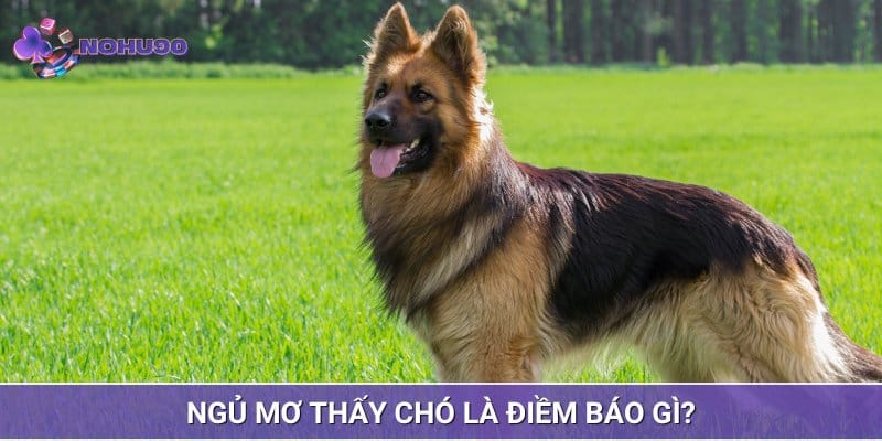 Mơ thấy chó có thể sẽ là điềm báo hên hoặc xui tuỳ vào từng tình huống Mơ thấy chó có thể sẽ là điềm báo hên hoặc xui tuỳ vào từng tình huống