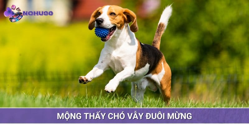 Mộng thấy con chó đang vẫy đuôi vui mừng là điềm báo tốt Mộng thấy con chó đang vẫy đuôi vui mừng là điềm báo tốt